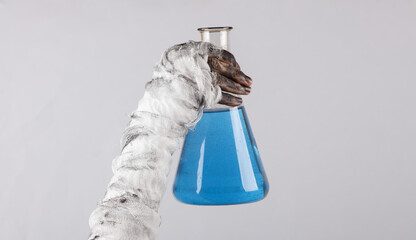 Mummy's hand wrapped in a bandage holds a laboratory flask with blue elixir isolated on a black background. Halloween concept
