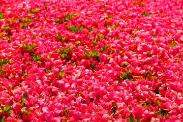 昭和記念公園に咲く満開の真っ赤な躑躅の風景1