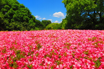 Felrode azalea& 39 s in volle bloei in Showa Kinen Park, groene bomen en blauwe luchten 4
