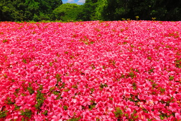 昭和記念公園に咲く満開の真っ赤な躑躅と緑の木々と青い空の風景3