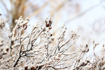 winter background branches snow park nature