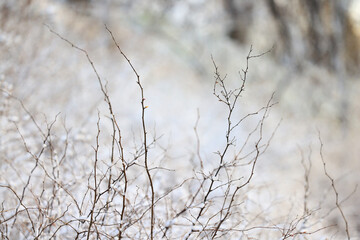 winter background branches snow park nature