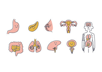 親しみやすい人間の健康な臓器のイラスト