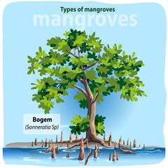 Vector illustration, Bogem or sonneratia sp is one of the most common types of mangroves in Indonesia.