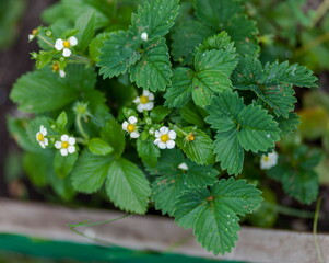 Strawberry flowers close-up on a green background in spring