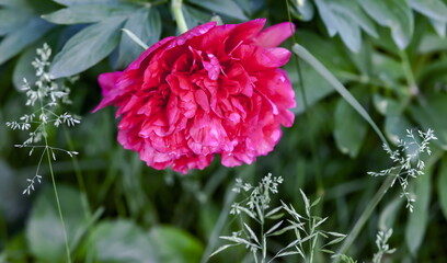 Peony flower bud close-up on the background of leaves in summer