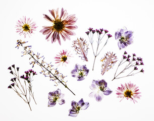 dry flowers on the white background