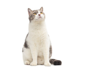 Scottish fold cat sitting on white background. Tabby blue cat isolate on white background.