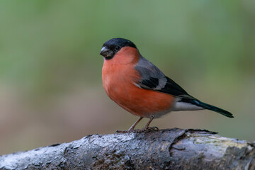 Male Bullfinch (Pyrrhula pyrrhula) on a branch in the forest of Noord Brabant in the Netherlands. Green background.