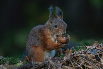 Cute hungry Red Squirrel (Sciurus vulgaris) eating a nut in an forest covered with colorful leaves. Autumn day in a deep forest in the Netherlands.                                                     