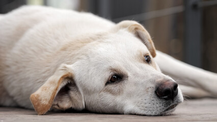 Sad white dog lies on side on wooden floor near house. Loyal domestic animal waits for owners politely on blurred background closeup