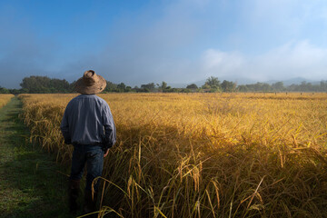 Thai farmer standing in jasmine rice fields