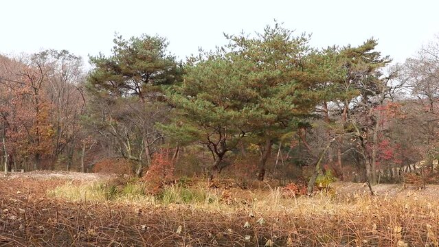 김포 장릉 연꽂 연못