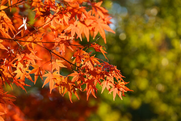 モミジの紅葉