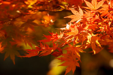 モミジの紅葉
