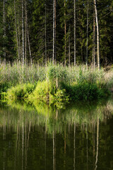 Lake in the forest