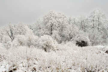 Natural winter landscape