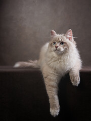 Siberian kitten on a brown background. Cat studio photo for advertising. Happy pet 