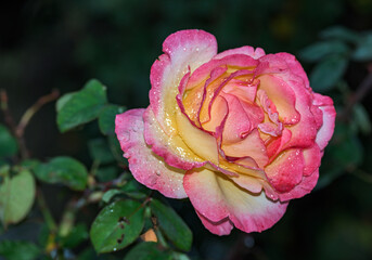 Multicolored rose with dew drops on the petals. Rose and dew.