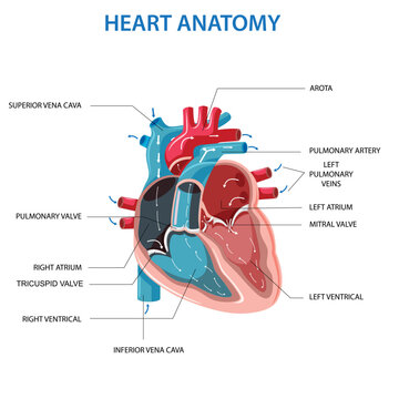 Human heart anatomy vector illustration