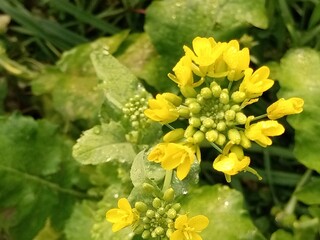 bee on yellow flower