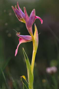 Serapia parviflora