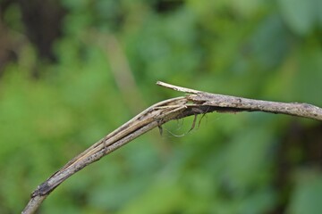 isolated tree branch 