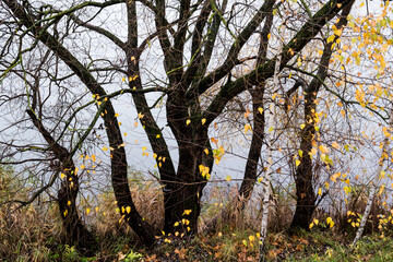 Autumn trees without foliage on the background of the lake. Black curved trunks of trees and bushes.