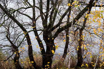 Autumn trees without foliage on the background of the lake. Black curved trunks of trees and bushes.