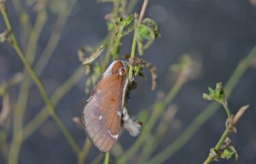 indian brown moth 