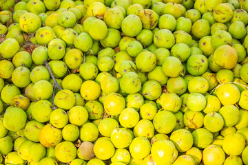 Fallen apples lie on the ground. Harvest of apples on a plantation in the garden. Fruit trees with apples. Ripe fruits on the branches of a tree. Gardening in agriculture.