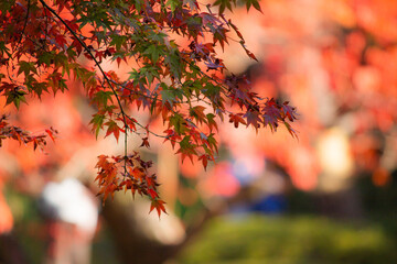 紅葉