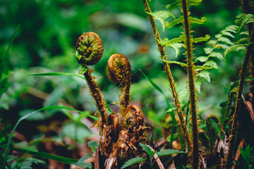 Close-up of scaly Male-fern not yet fully open near Bethmale lake in the French Pyrenees (Ariege)