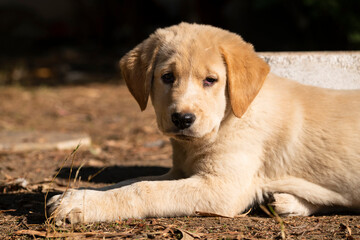 golden retriever puppy