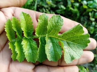 Green leaf background