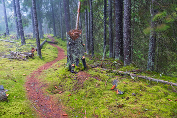 Winding path in a coniferous forest