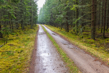 Obraz premium Dirt road in a spruce forest in rainy weather