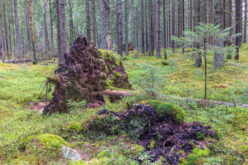 Uprooted tree in a spruce forest