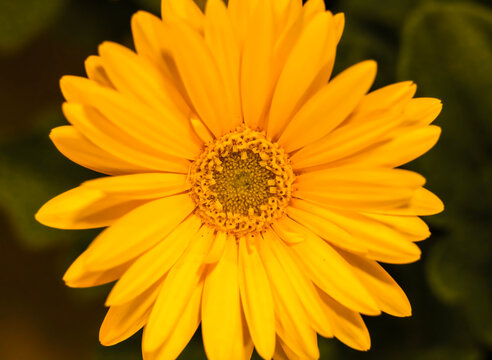 Golden yellow Barberton daisy , Frontal view . C;lose up