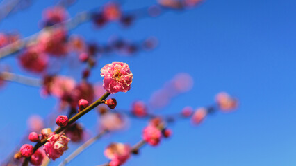 Fototapeta na wymiar Red plum blossoms in full bloom Pink flowers and beautiful blue sky New Year Winter Early Spring Image Japan Japanese style background material