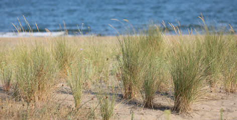 grass bushes growing on the beach sand by the turquoise sea