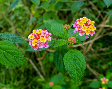 Pink and yellow Lantana flowers bloom on the slopes of Mount Merapi