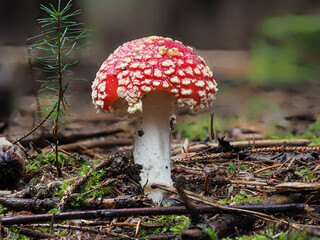 Fliegenpilz (Amanita muscaria)