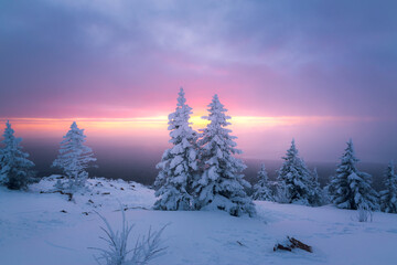 Rising sun in the cloudy sky over snow-covered fir trees on a mountaintop on a winter morning. Zuratkul National Park.