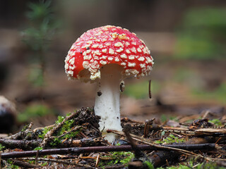 Fliegenpilz (Amanita muscaria)