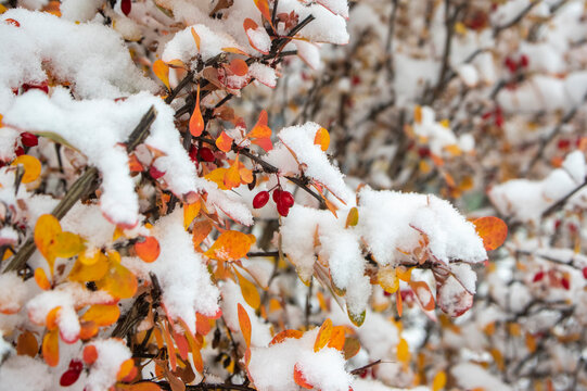 Berberis thunbergii japanese thunbergs barberry with ripened oval fruits on branches covered with white cold snow