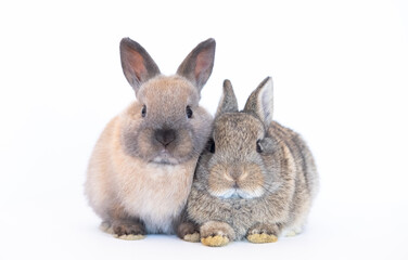 Obraz premium Group of brown cute baby rabbits sitting isolated on white background. Lovely young brown rabbits sitting.