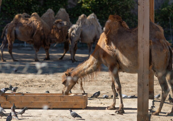 camels in the zoo