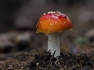 Fliegenpilz (Amanita muscaria)