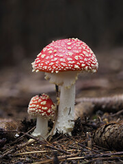 Fliegenpilz (Amanita muscaria)